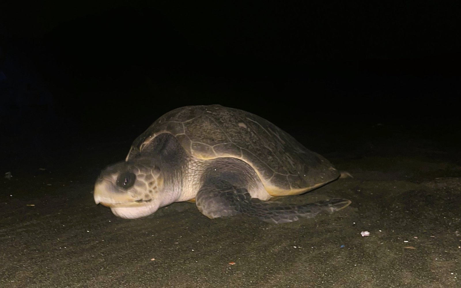 Penyu Lekang (Lepidochelys olivacea)